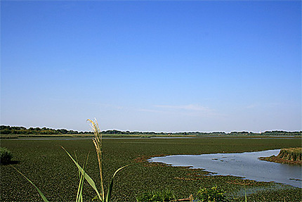 Les étangs de retenue de la rivière Tisza