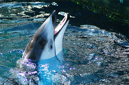 Dauphin du Pacifique Dauphin du Pacifique