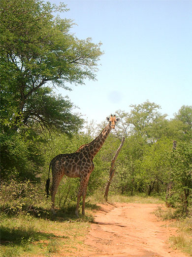 Girafe de Mopaya Girafe de Mopaya