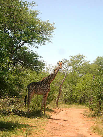 Girafe de Mopaya