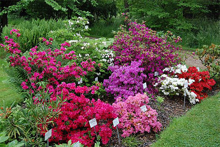 Poppelsdorfer Schloss Garten Poppelsdorfer Schloss Garten