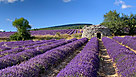 O&ugrave; voir la lavande en Dr&ocirc;me proven&ccedil;ale ?