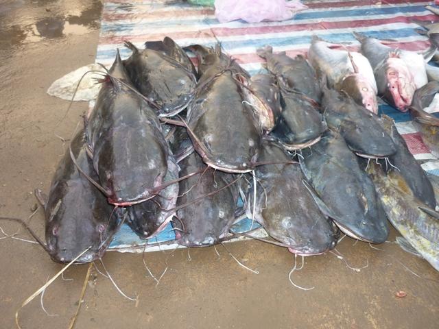 Poissons chats Poissons chats