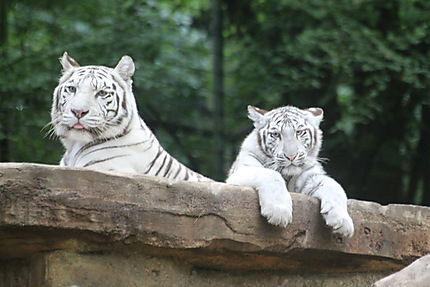 Deux tigres blancs