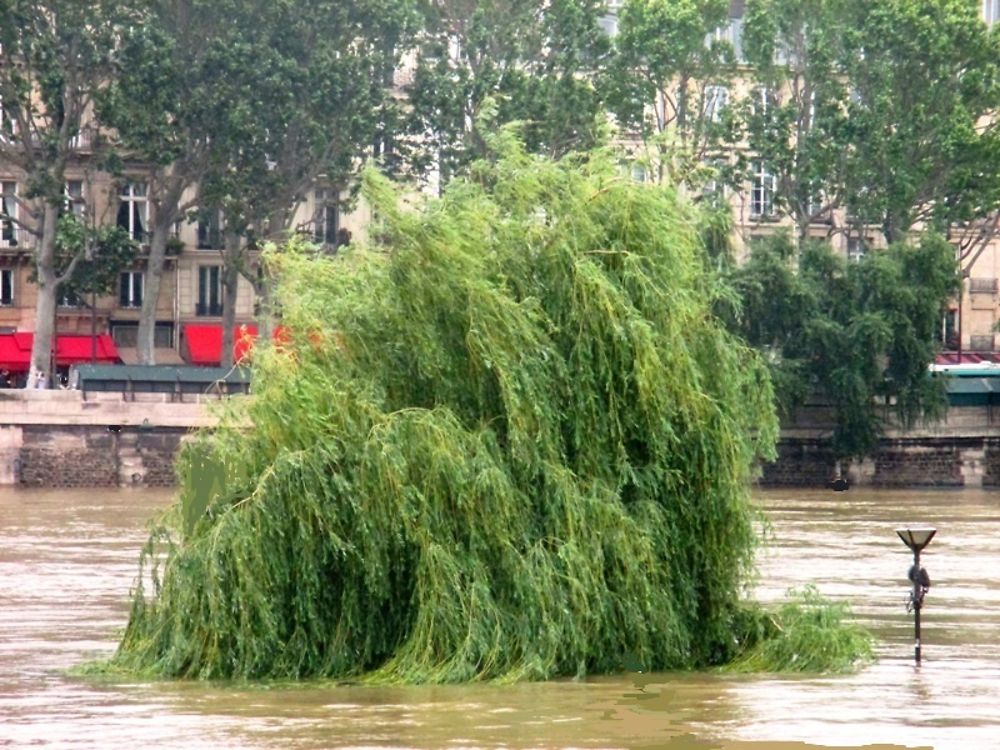 Le saule pleureur du square du Vert Galant