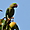 Oiseau sur un manguier