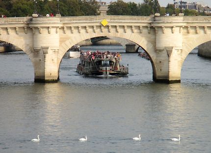 Des cygnes sur la Seine