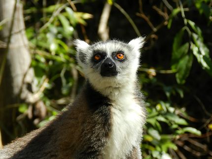 Lemur Catta 