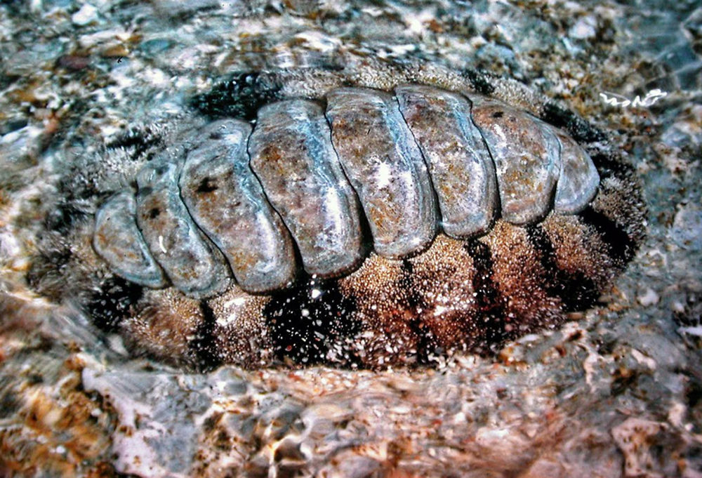 Chiton (polyplacophore)