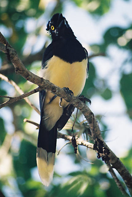 Oiseau à Iguaçu