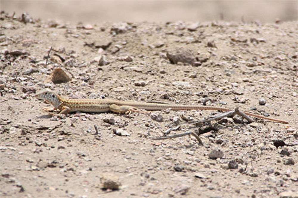 Lézard à Tucume