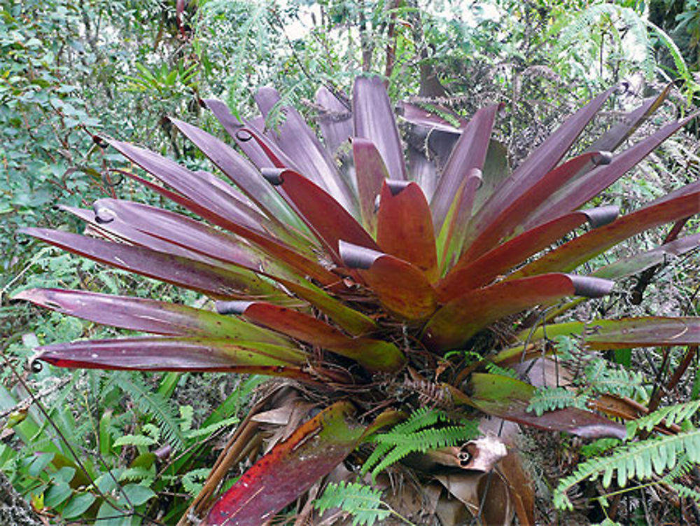 Parque Nacional Celaque