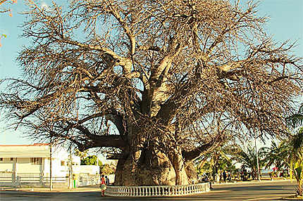 Le Baobab de Mahajunga