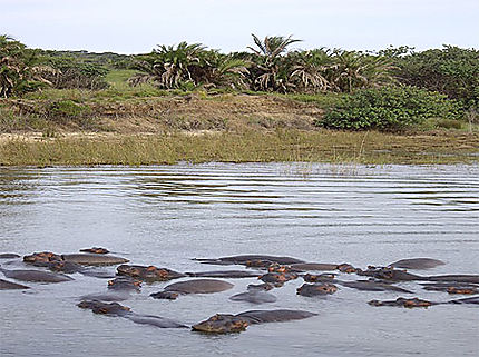 Groupe d'hippos à Santa Lucia