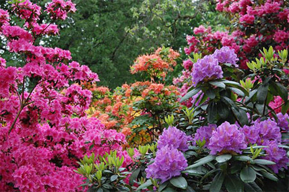 Rhododendrons du Popellsdorfer Schloss