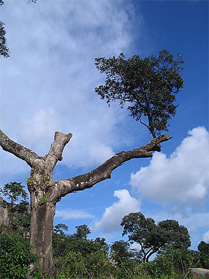 Un arbre sur un arbre