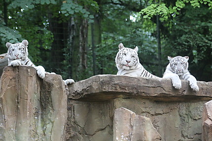 Trois tigres blancs