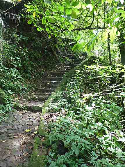 "Hutan Wisata" Kaliurang