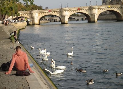Cygnes sur la Seine 