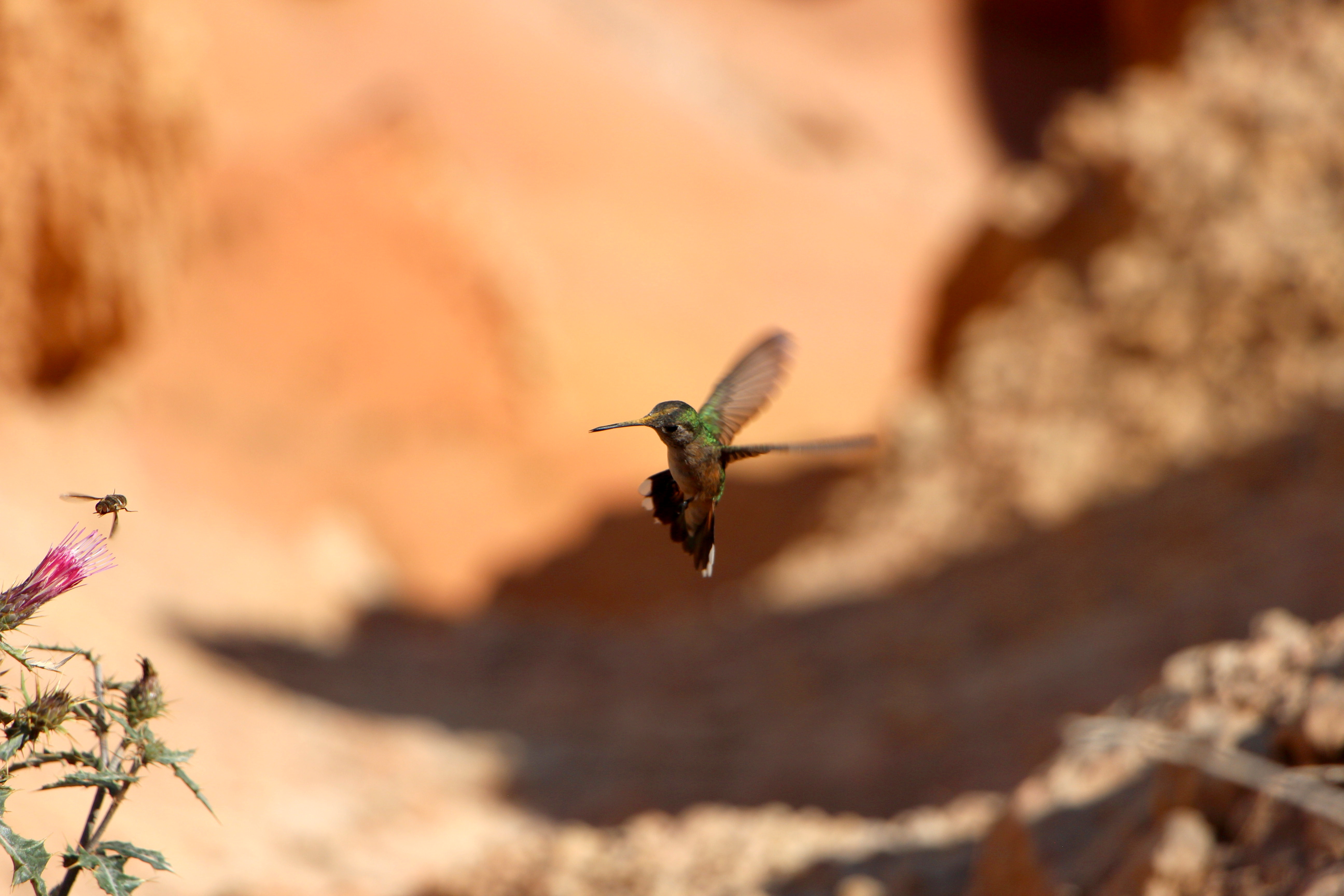 Colibri Colibri