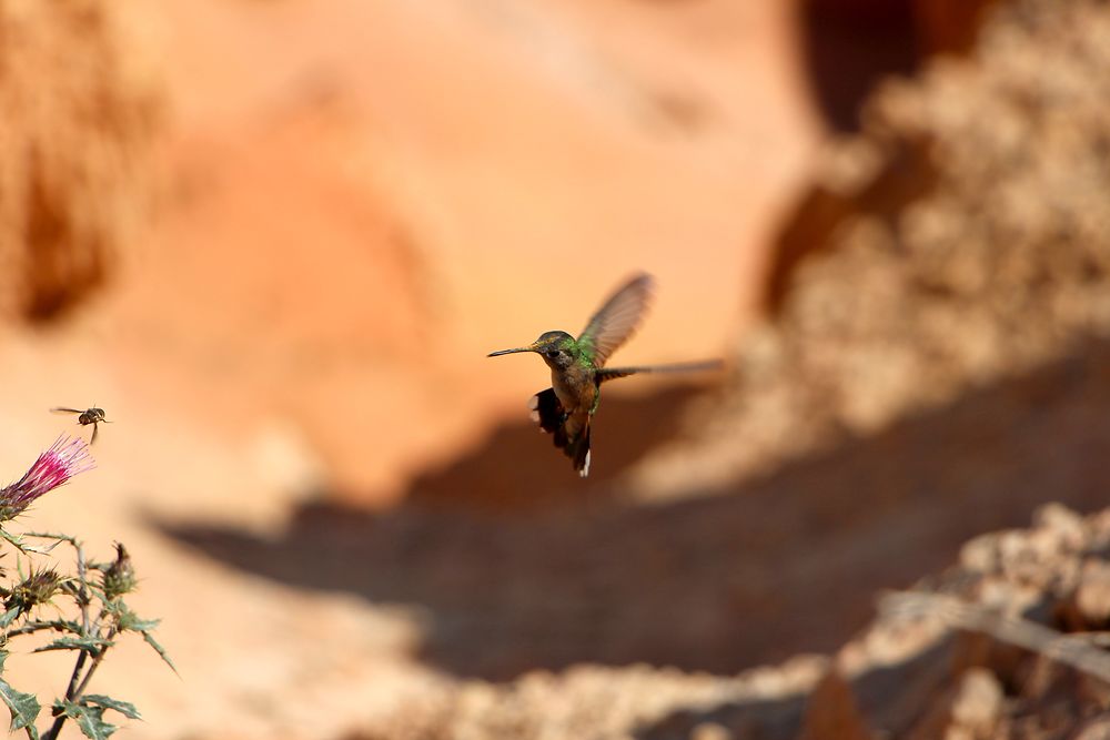 Colibri