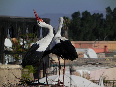 Couple de cigognes Couple de cigognes