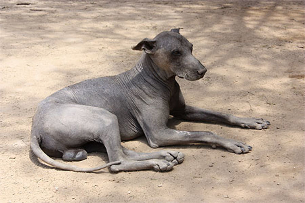 Chien sans poil du Huaca de Tucume