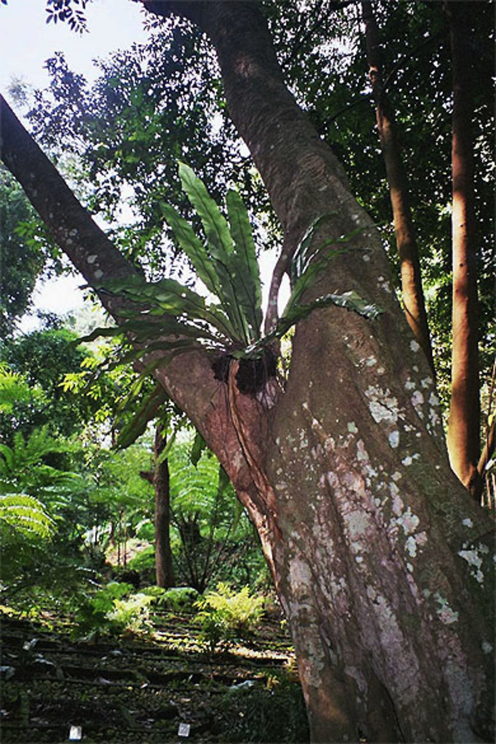 Asplenium (fougère)