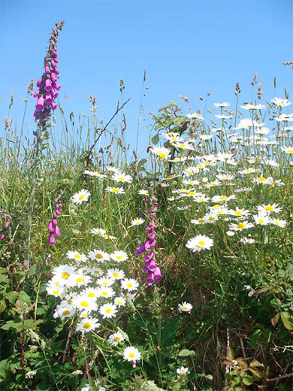 Fleurs printanières