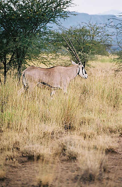 L'oryx beïsa 
