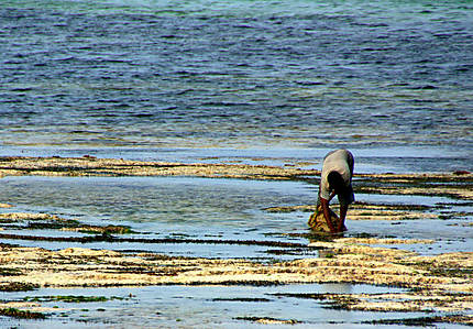 Pêcheurs d'algues sur la plage