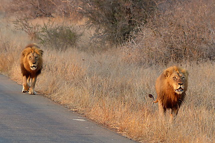 2 vieux lions rugissant qui suivent à distance