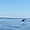 Baleine à Tadoussac