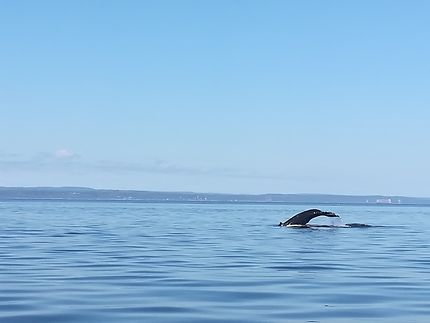 Baleine à Tadoussac