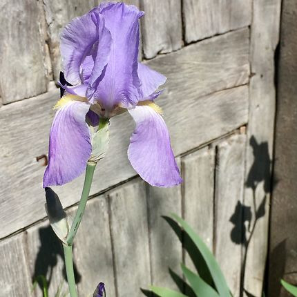 Iris solitaire 