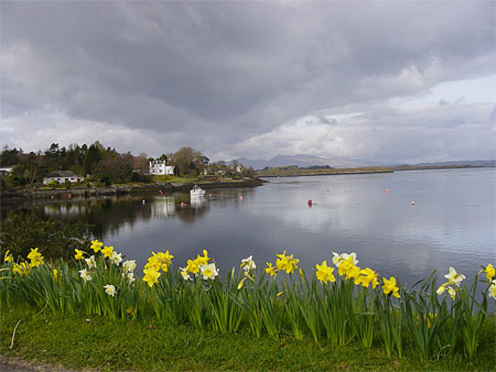 Narcisses à Connel