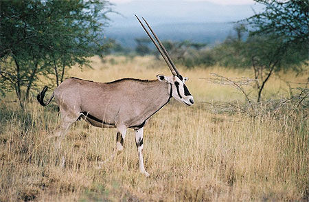 Un oryx beïsa