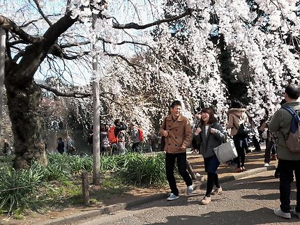 Le bonheur sous les cerisiers en fleurs