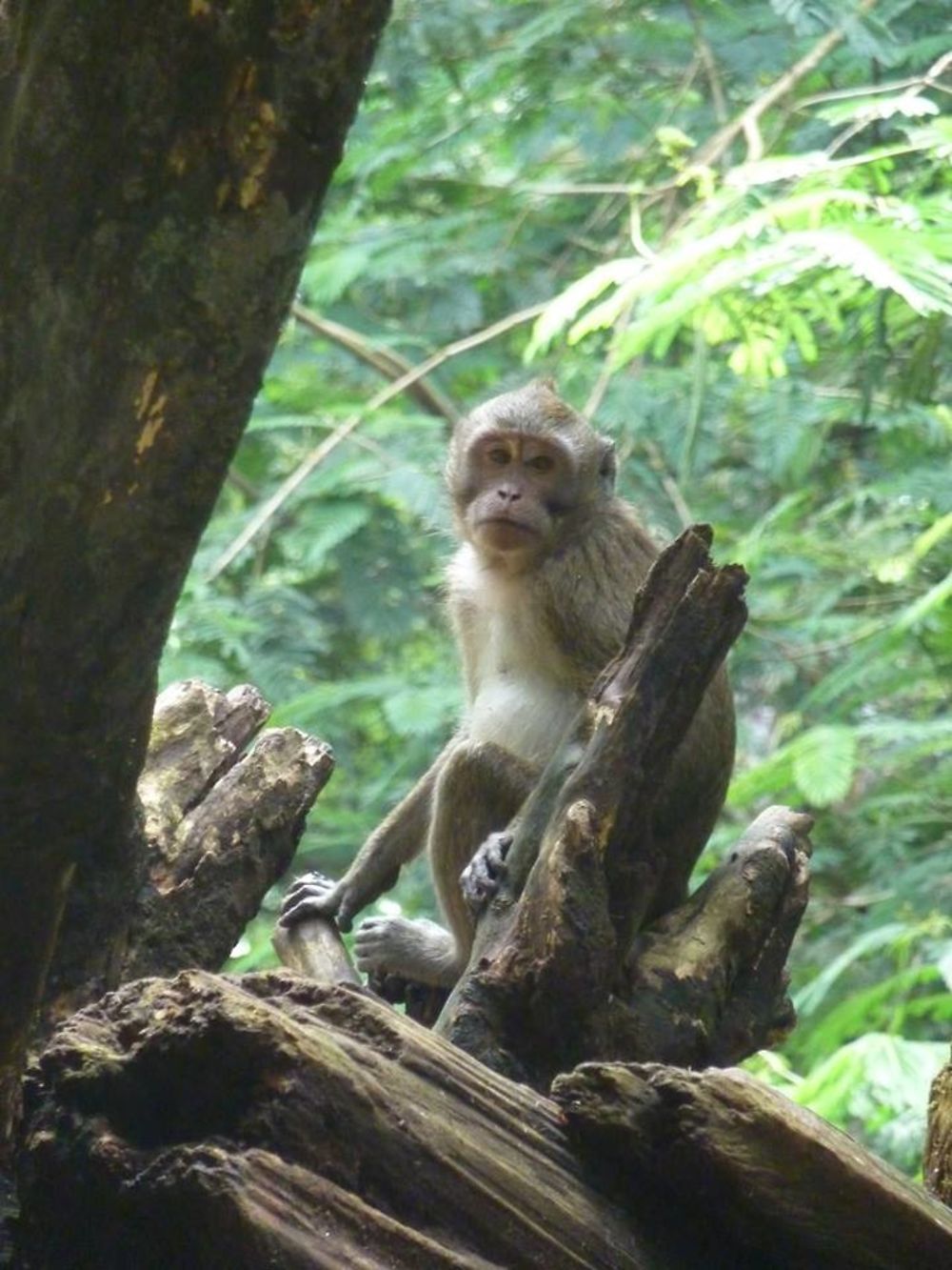 "Hutan Wisata" Kaliurang