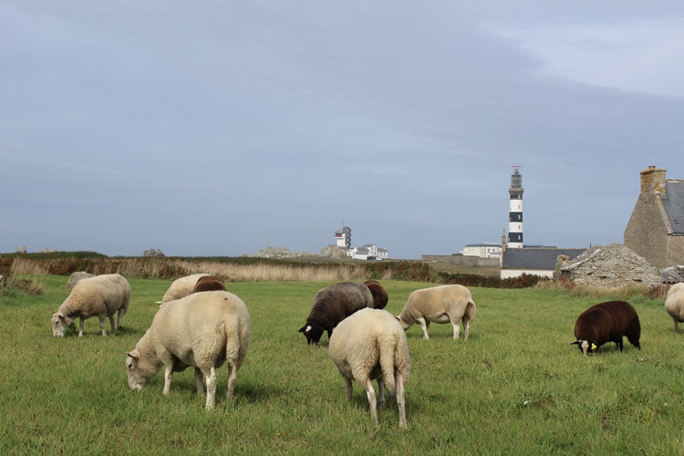 La belle Ouessant La belle Ouessant