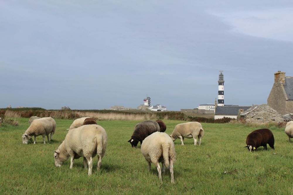 La belle Ouessant