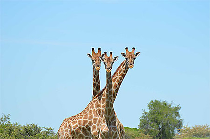 3 girafes font les idiotes