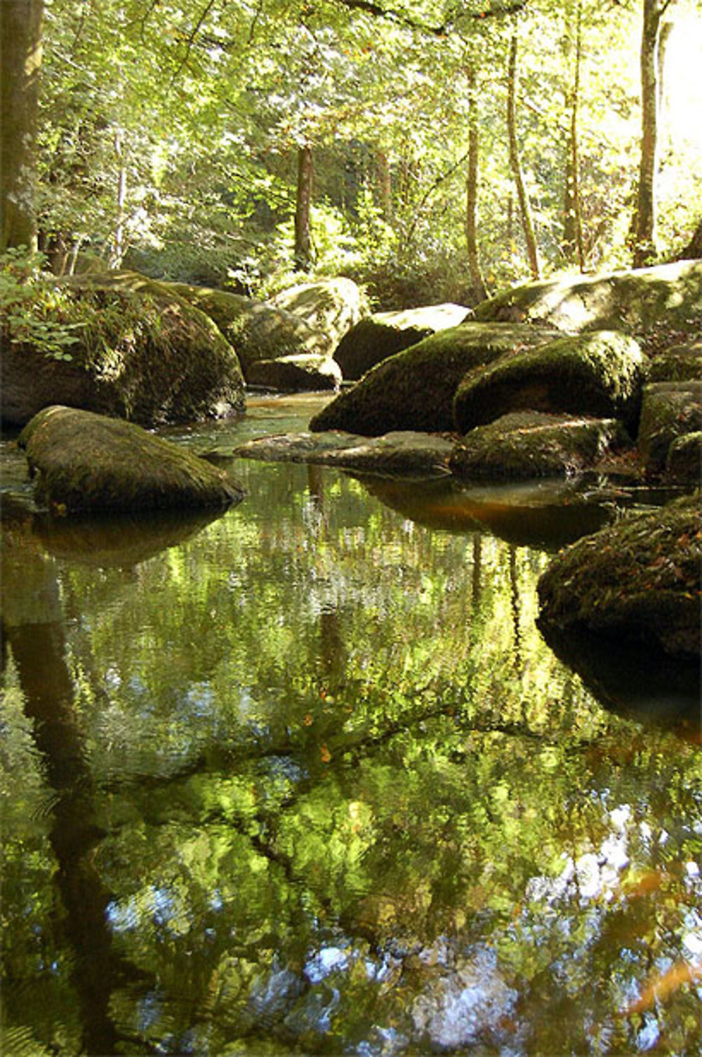 Forêt de Houlgate