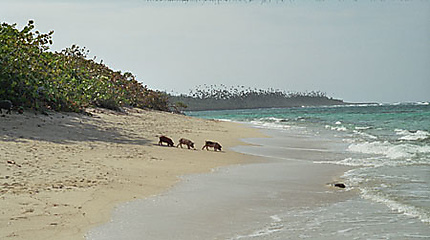 3 petits cochons sur la Playa Maguana