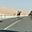 Abu Dhabi, dromadaires sauvages sur la route
