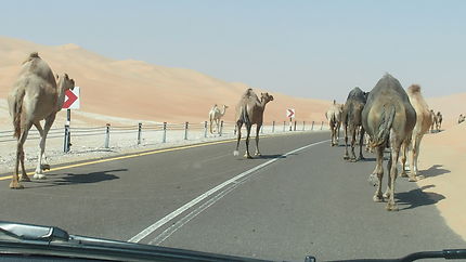 Abu Dhabi, dromadaires sauvages sur la route