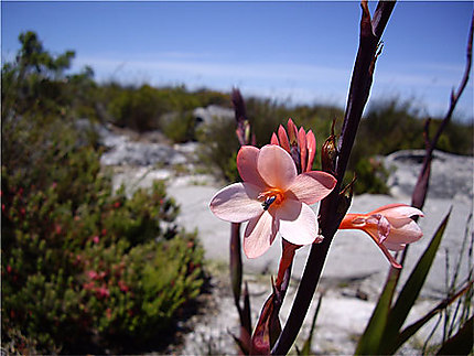 Végétation en fleur à Table mountain
