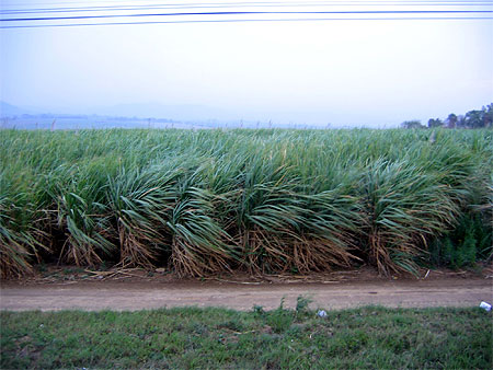 De la canne à sucre à profusion.... De la canne à sucre à profusion....