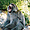Un macaque berbère dans la forêt de Yakouren