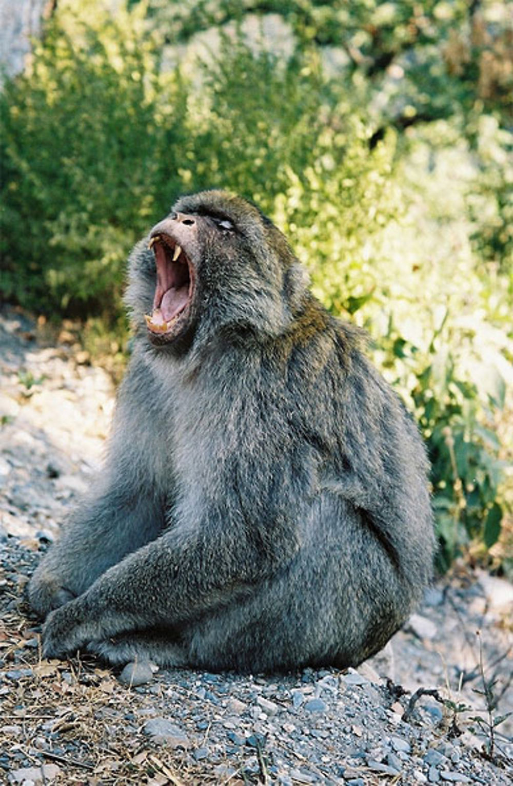 Un macaque berbère dans la forêt de Yakouren